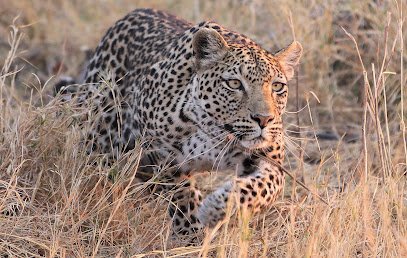 ROAR AFRICA – Luxury African Safaris