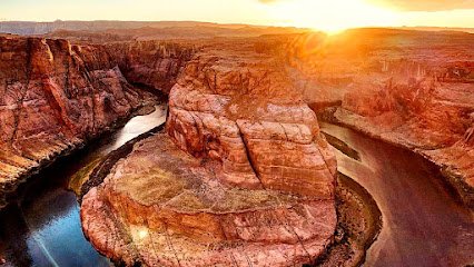 The Wandering Gosling