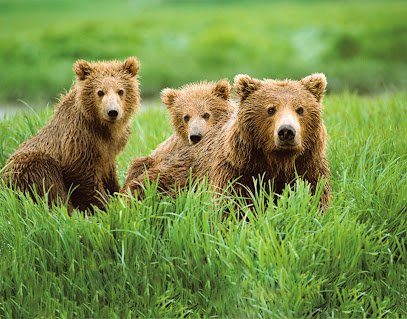 Trips By Tara & Associates, LLC a Dream Vacations Franchise